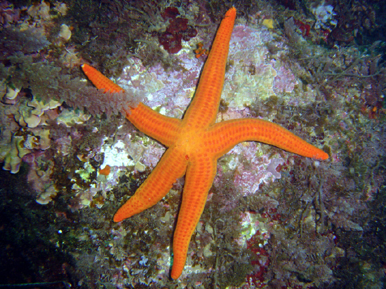  Hacelia attenuata (Red Star)